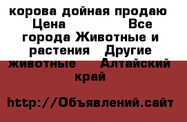 корова дойная продаю › Цена ­ 100 000 - Все города Животные и растения » Другие животные   . Алтайский край